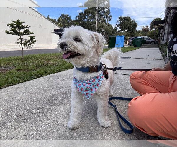 Medium Photo #3 Maltichon Puppy For Sale in Sanford, FL, USA