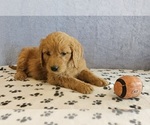 Small Photo #2 Goldendoodle Puppy For Sale in EDINA, MO, USA