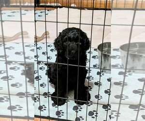 Goldendoodle Puppy for sale in PITTSGROVE, NJ, USA