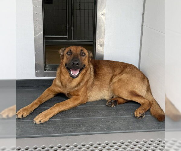 Medium Photo #2 German Shepherd Dog-Unknown Mix Puppy For Sale in San Bernardino, CA, USA