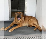 Small #1 German Shepherd Dog Mix