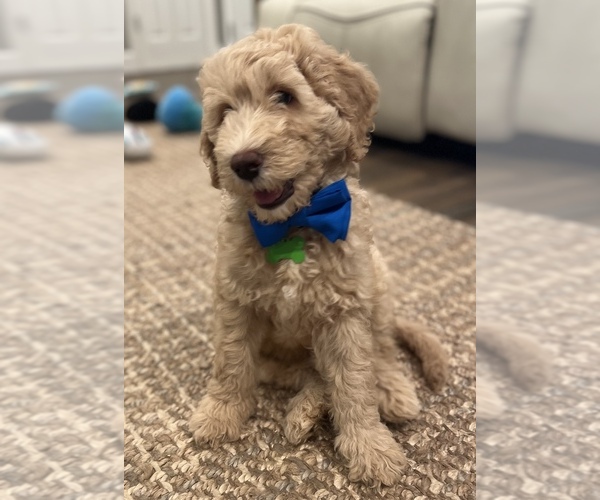 Medium Photo #10 Double Doodle Puppy For Sale in PINELLAS PARK, FL, USA