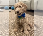 Small Photo #10 Double Doodle Puppy For Sale in PINELLAS PARK, FL, USA