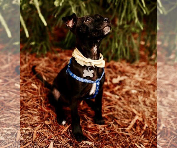 Medium Photo #6 Mutt Puppy For Sale in Holly Springs, NC, USA