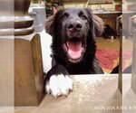 Small Photo #2 Great Dane-Labrador Retriever Mix Puppy For Sale in Claremore, OK, USA