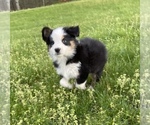 Small Photo #24 Australian Shepherd Puppy For Sale in EXETER, MO, USA