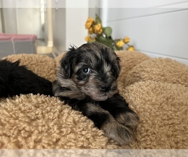 Medium Photo #1 Cavapoo (Miniature)-Poodle (Toy) Mix Puppy For Sale in ALTAMONTE SPRINGS, FL, USA