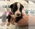 Image preview for Ad Listing. Nickname: Cooper