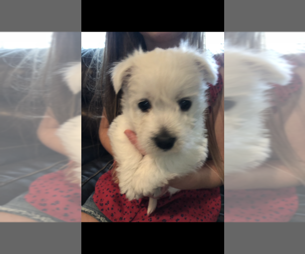 Medium Photo #2 West Highland White Terrier Puppy For Sale in CROSBY, TX, USA