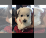Small Photo #2 West Highland White Terrier Puppy For Sale in CROSBY, TX, USA