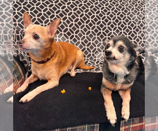 Medium Photo #3 Chihuahua Puppy For Sale in Muskegon, MI, USA