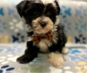 Morkie Puppy for sale in RIPLEY, MS, USA