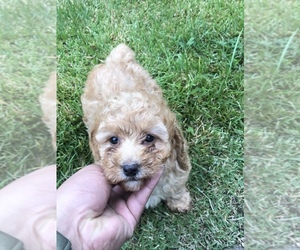Poodle (Miniature) Puppy for sale in RIVERDALE, MD, USA
