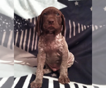 Small Photo #1 German Shorthaired Pointer Puppy For Sale in FORESTON, MN, USA