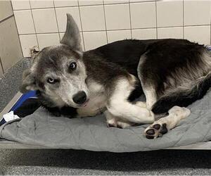 Siberian Husky-Unknown Mix Dogs for adoption in Pasadena, TX, USA