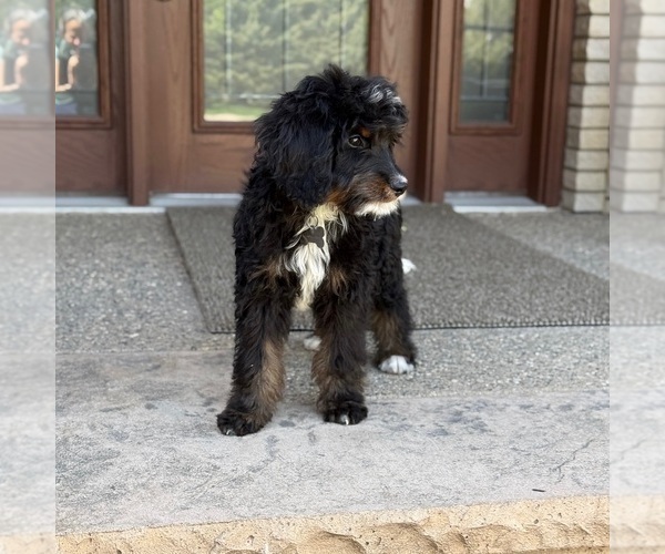 Medium Photo #2 Bernedoodle Puppy For Sale in WOLCOTT, IN, USA