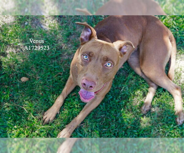 Medium Photo #2 Mutt Puppy For Sale in Riverside, CA, USA