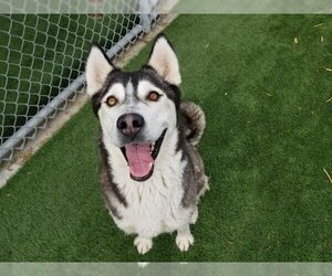 Siberian Husky Dogs for adoption in Corona, CA, USA