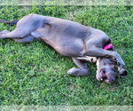 Small #20 Blue Lacy Mix