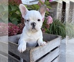 Leo - Male French Bulldog Puppy for Sale - Photo #2