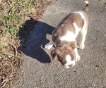 Small Photo #3 American Bully Puppy For Sale in VIRGINIA BEACH, VA, USA