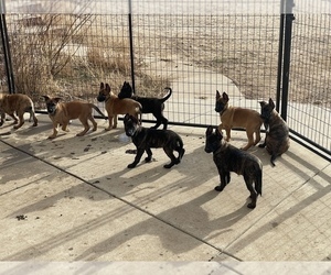 Belgian Malinois-Dutch Shepherd Dog Mix Puppy for sale in BRIGHTON, CO, USA