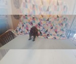 Small #3 Cocker Spaniel