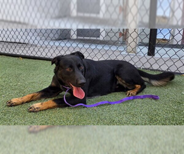 Medium Photo #1 German Shepherd Dog Puppy For Sale in Norco, CA, USA