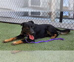 *DUKE - Male German Shepherd Dog Dog for Adoption - Small photo