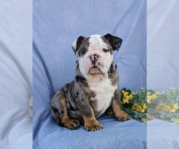 Medium Photo #5 English Bulldog Puppy For Sale in COCHRANVILLE, PA, USA