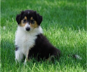 Collie Puppy for sale in FREDERICKSBG, OH, USA