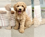 Puppy Gray collar Goldendoodle