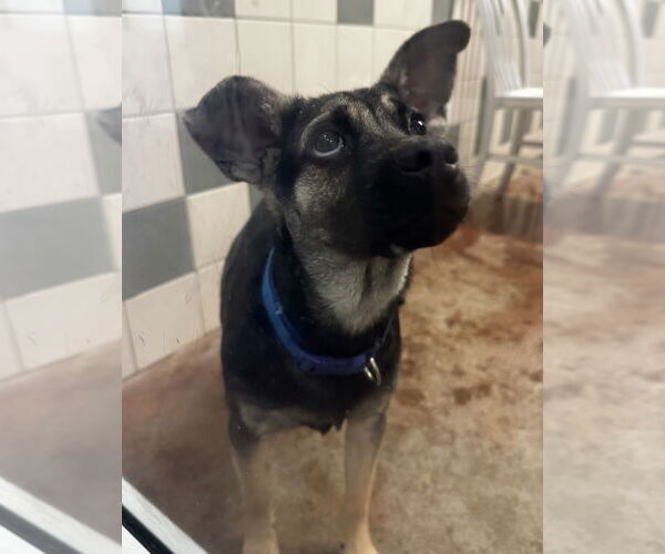 Medium Photo #3 Mutt Puppy For Sale in Salinas, CA, USA