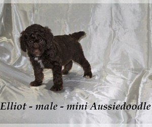 Aussiedoodle Miniature  Puppy for sale in HOPKINSVILLE, KY, USA