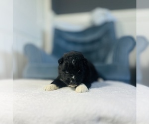 Siberian Husky Puppy for sale in HEMET, CA, USA