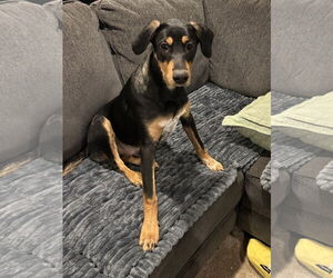 Mutt Dogs for adoption in Parker Ford, PA, USA