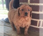 Small Photo #2 Goldendoodle-Poodle (Miniature) Mix Puppy For Sale in SOMERSET, OH, USA