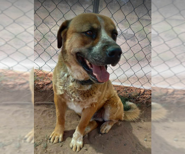 Medium Photo #1 Mutt Puppy For Sale in phoenix, AZ, USA