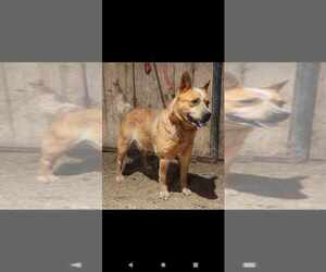 Mother of the Australian Cattle Dog puppies born on 05/18/2025