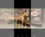 Small Photo #1 Australian Cattle Dog Puppy For Sale in STILESVILLE, IN, USA
