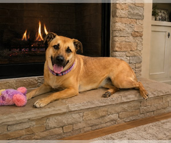Medium Photo #7 Golden Retriever-Unknown Mix Puppy For Sale in Mt. Laurel, NJ, USA