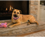 Small #6 Golden Retriever Mix