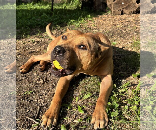 Medium Photo #1 American Pit Bull Terrier Puppy For Sale in Techny, IL, USA