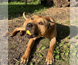 American Pit Bull Terrier Dogs for adoption in Techny, IL, USA