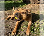 Small American Pit Bull Terrier