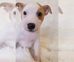 Small #4 Mutt