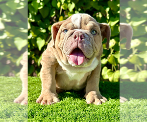 Bulldog Puppy for Sale in SAN DIEGO, California USA