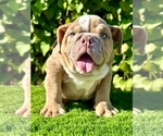 Small Photo #1 Bulldog Puppy For Sale in SAN DIEGO, CA, USA