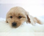 Small Photo #1 Golden Retriever Puppy For Sale in MEMPHIS, MO, USA