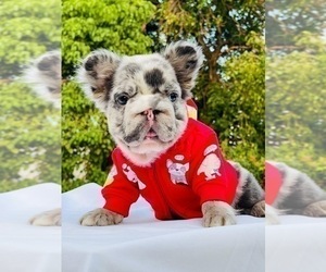 French Bulldog Puppy for sale in ANCHORAGE, AK, USA